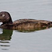 White-winged Scoter